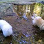 Fletcher teaches zorro to swim