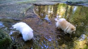 Fletcher teaches zorro to swim