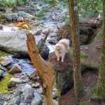 Zorro on the rock