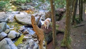 Zorro on the rock