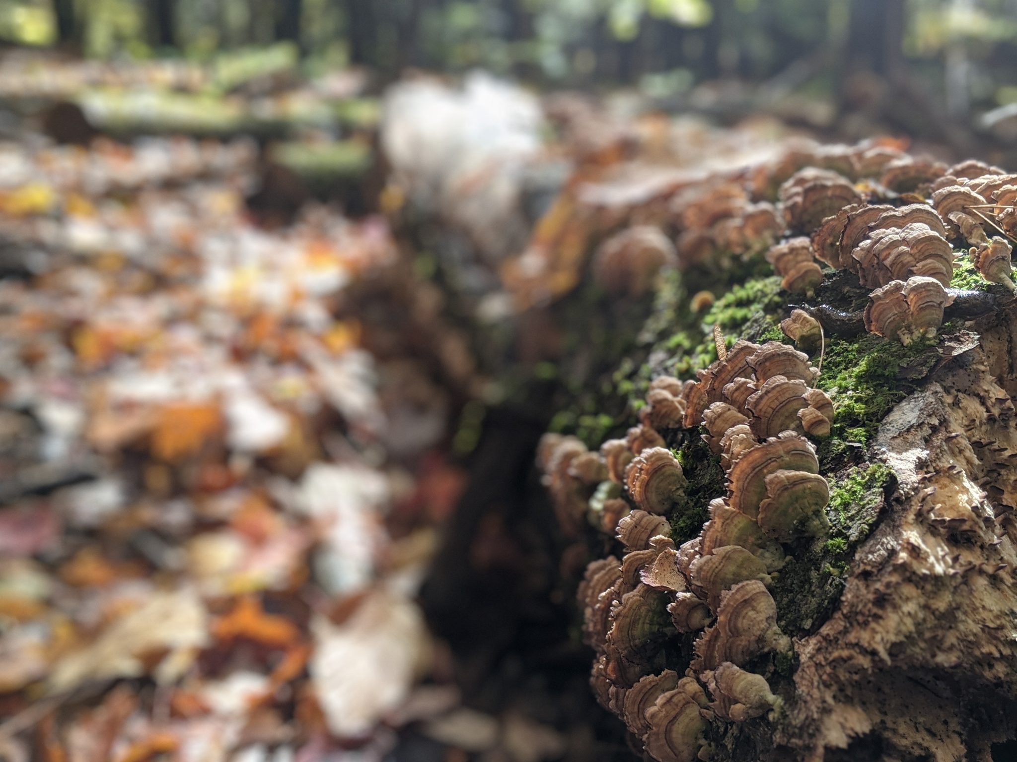 Pixel portrait mode rocks, and so do fungus