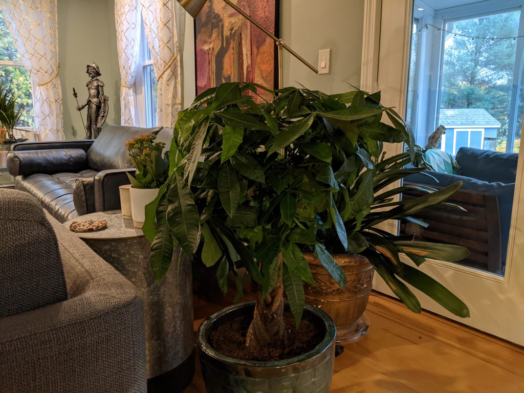 Am loving my new plant-enhanced living room