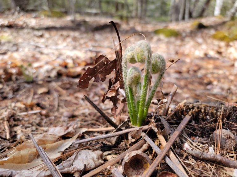 Fern baby