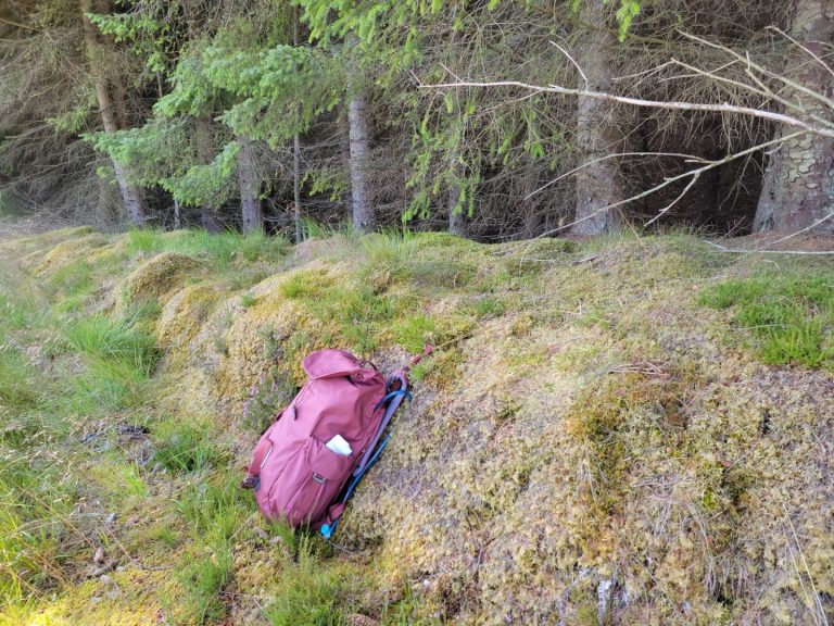 A bed of moss