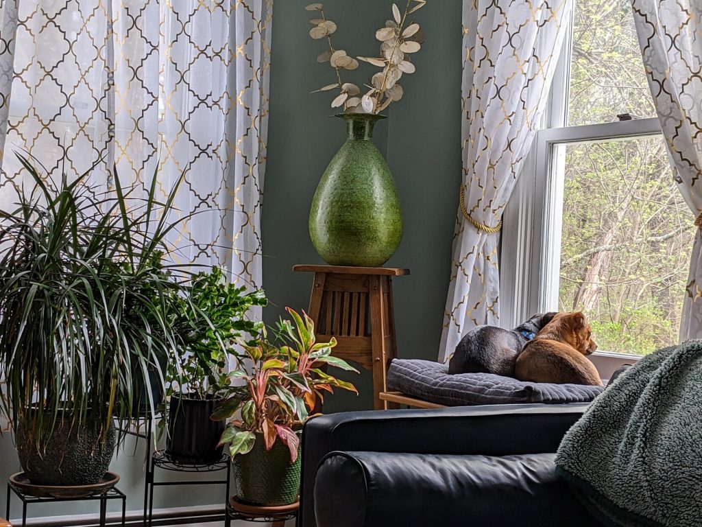 Two dogs looking out the window from a dog sized window seat