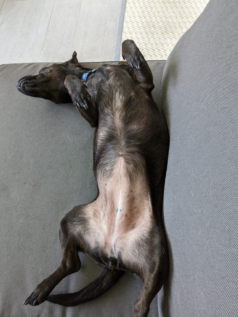 A small black dog is stretched out on her back, trying to catch a breeze in the heat.