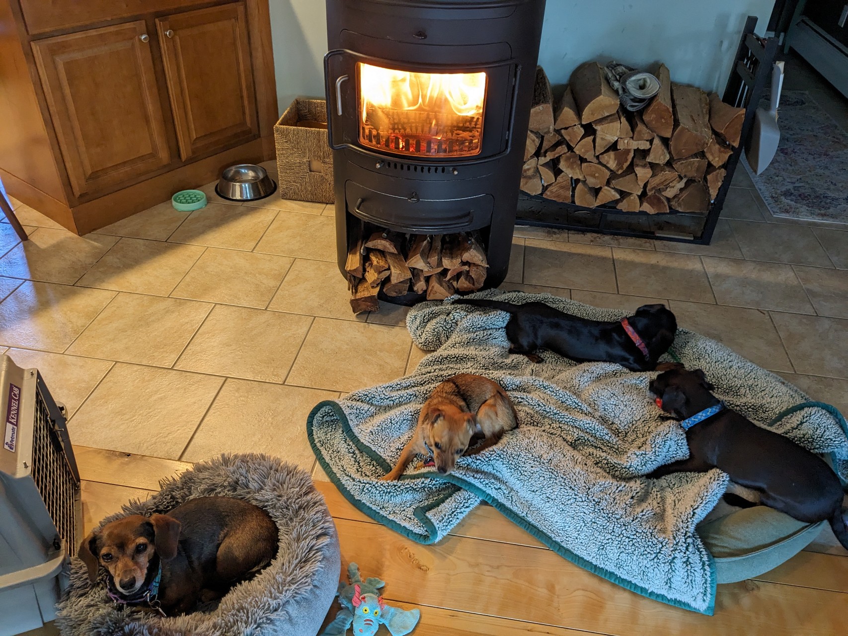 all-4-dogs Four small dogs on beds and blankets in front of a wood stove